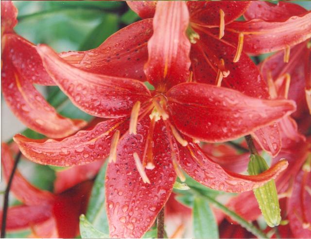 Лилия красная-2