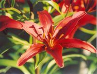 Лилия красная-5