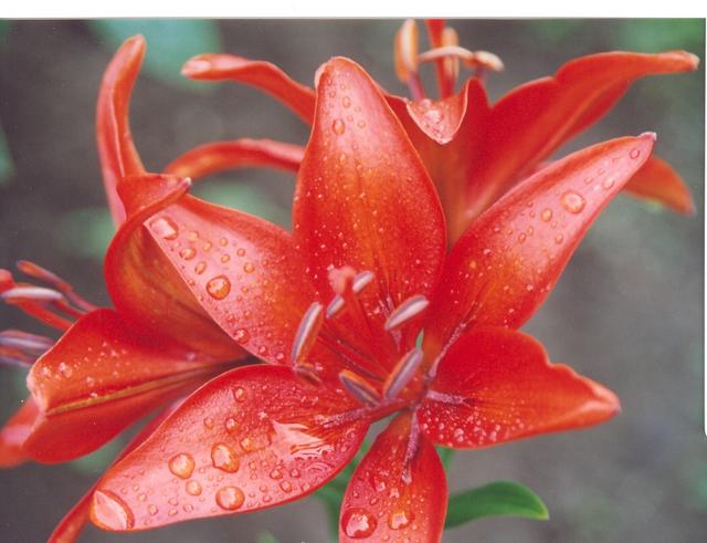 Лилия красная