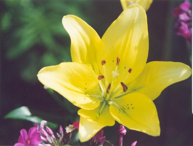 Лилия лимонная-1