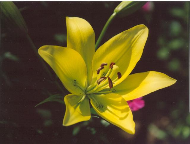 Лилия лимонная-2