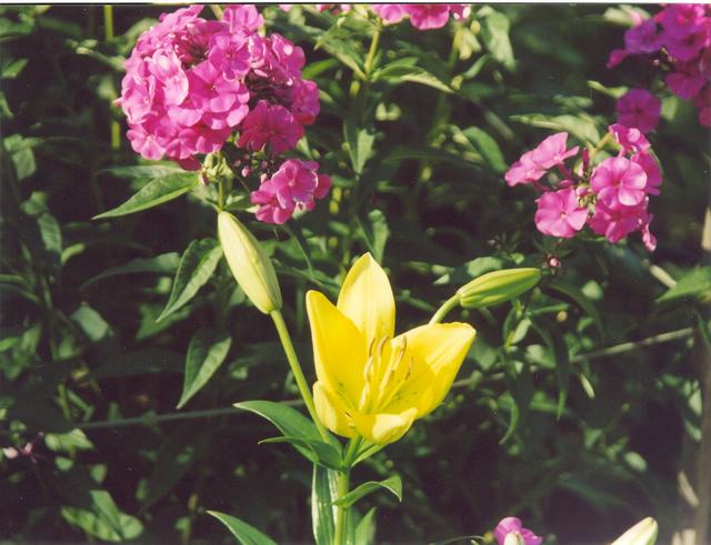 Лилия лимонная-4