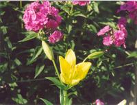 Лилия лимонная-4