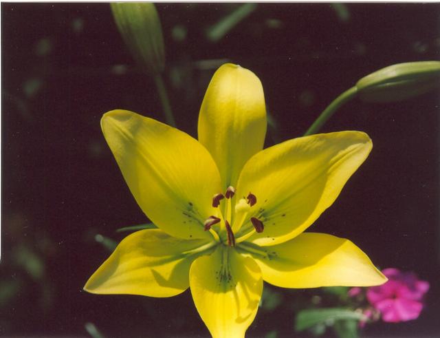 Лилия лимонная-5