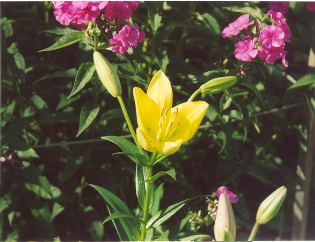 Лилия лимонная-6