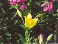 Лилия лимонная-6