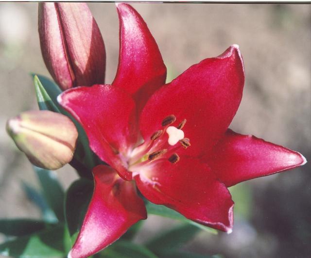 Лилия Нарбонне-1