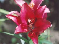 Лилия Нарбонне