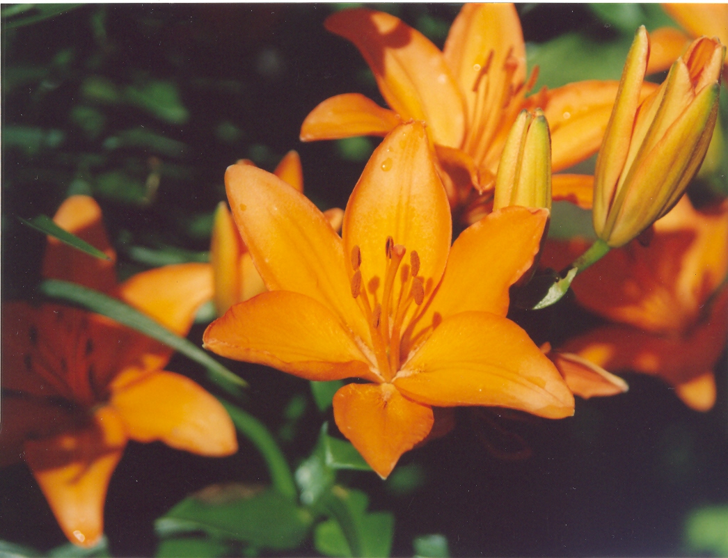 Лилия оранжевая