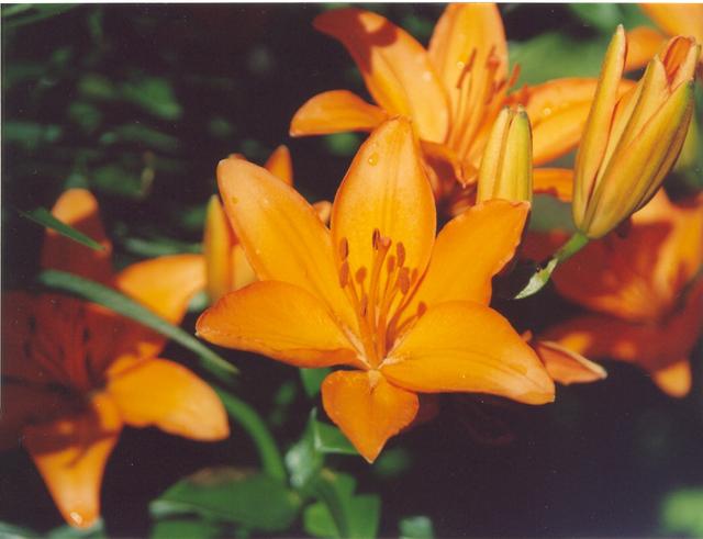 Лилия оранжевая