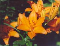 Лилия оранжевая