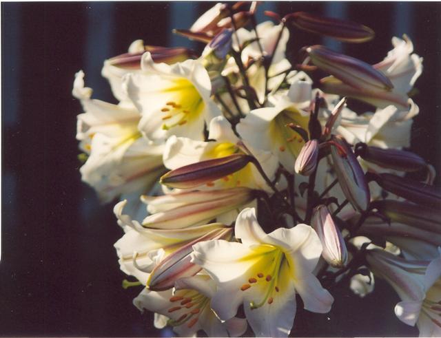 Лилия регале-1