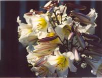 Лилия регале-1