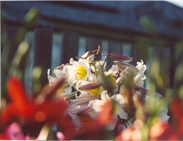 Лилия регале-2