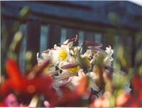 Лилия регале-2