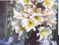 Лилия регале-3