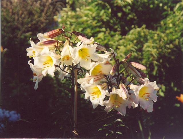 Лилия регале-4