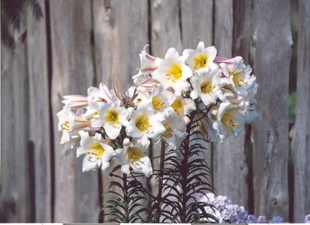 Лилия регале-5