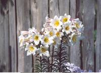 Лилия регале-5