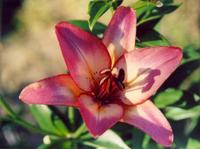 Лилия Роял Презент-1