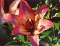 Лилия Роял Презент-2