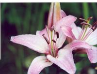 Лилия сиреневатобелая-1