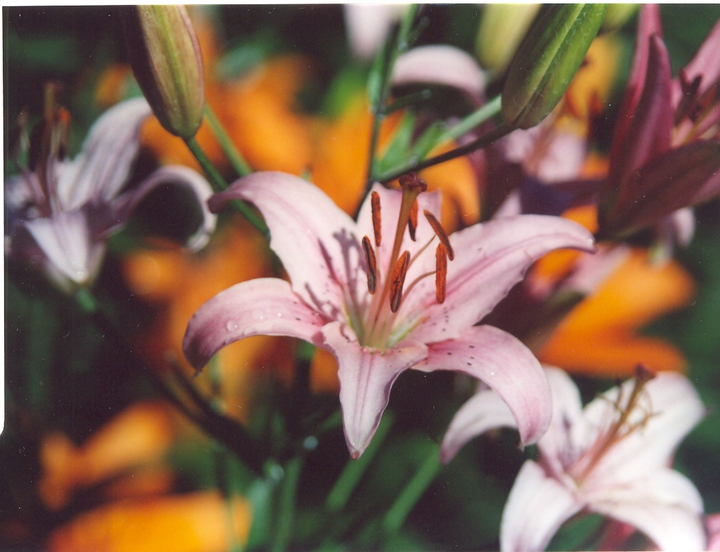 Лилия сиреневатобелая-2