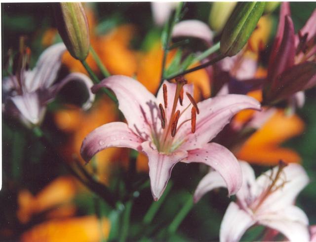 Лилия сиреневатобелая-2