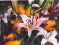 Лилия сиреневатобелая-2