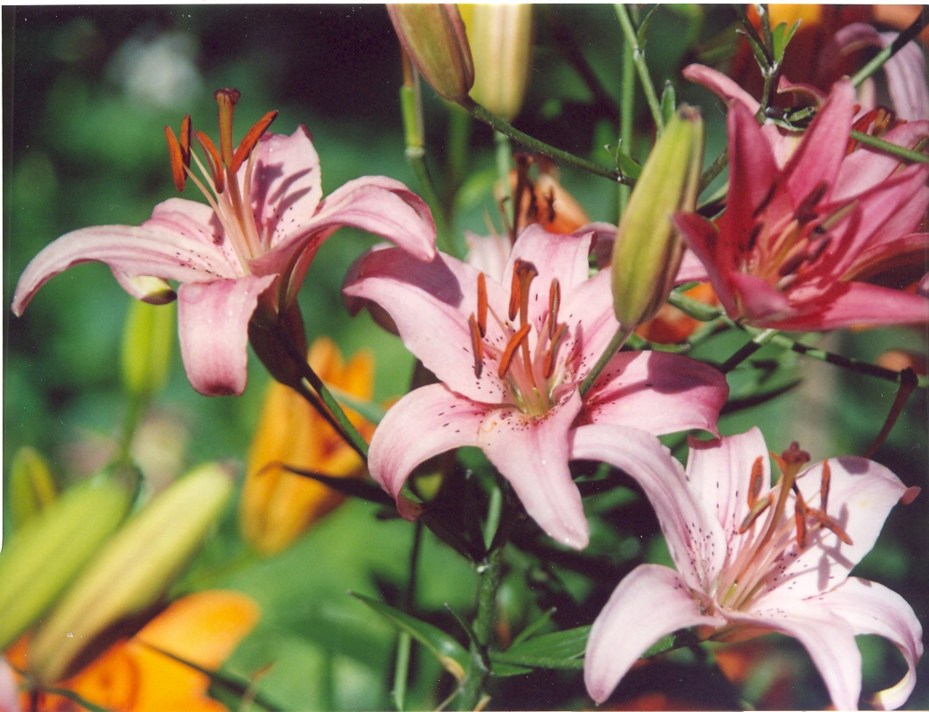 Лилия сиреневатобелая-3