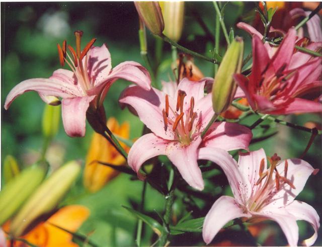 Лилия сиреневатобелая-3