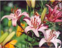 Лилия сиреневатобелая-3