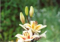 Лилия Тинос-1