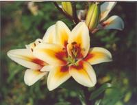 Лилия Тинос