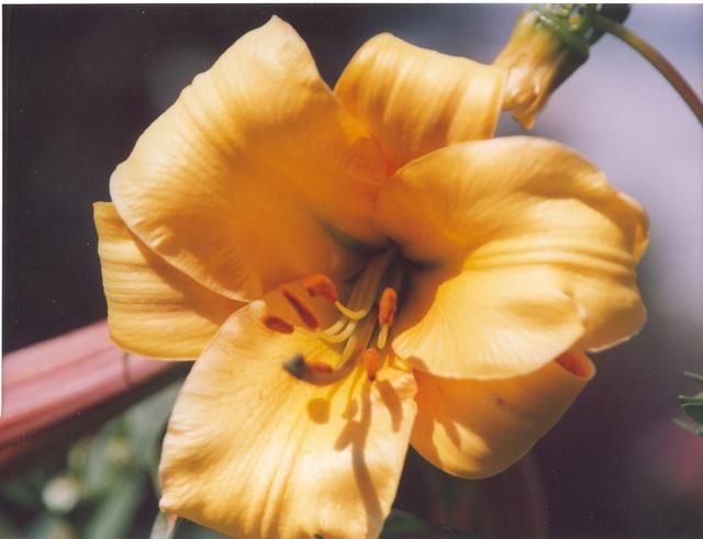 Лилия трубчатая  желтая-1