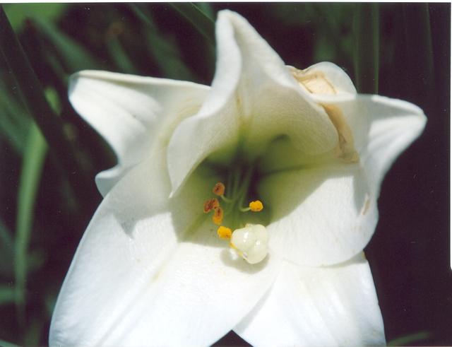 Лилия трубчатая белая