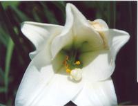 Лилия трубчатая белая
