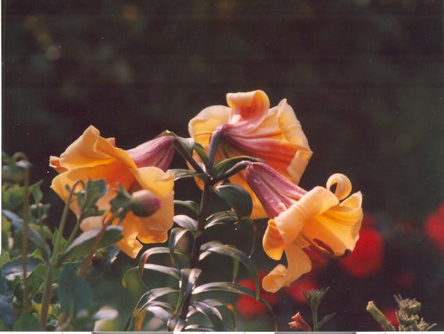 Лилия трубчатая желтая-2