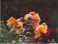 Лилия трубчатая желтая-2