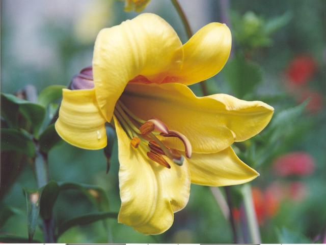 Лилия трубчатая лимонная-1