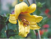 Лилия трубчатая лимонная-1