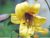 Лилия трубчатая лимонная-2