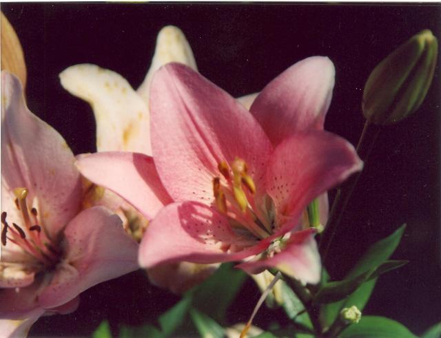 Лилия Турандот-1