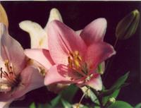 Лилия Турандот-1