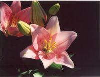 Лилия Турандот-2