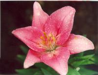 Лилия Турандот-3