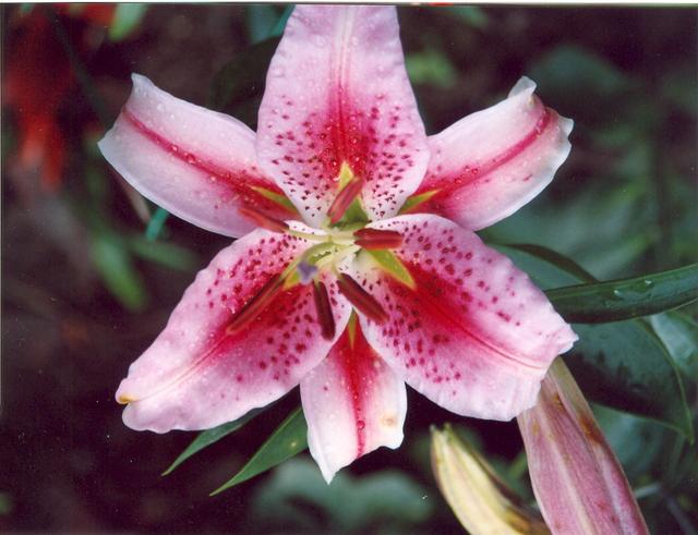 Лилия Хот Липс