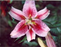 Лилия Хот Липс