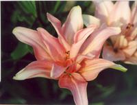 Лилия Элодие-1