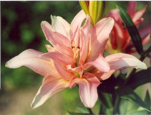 Лилия Элодие-2